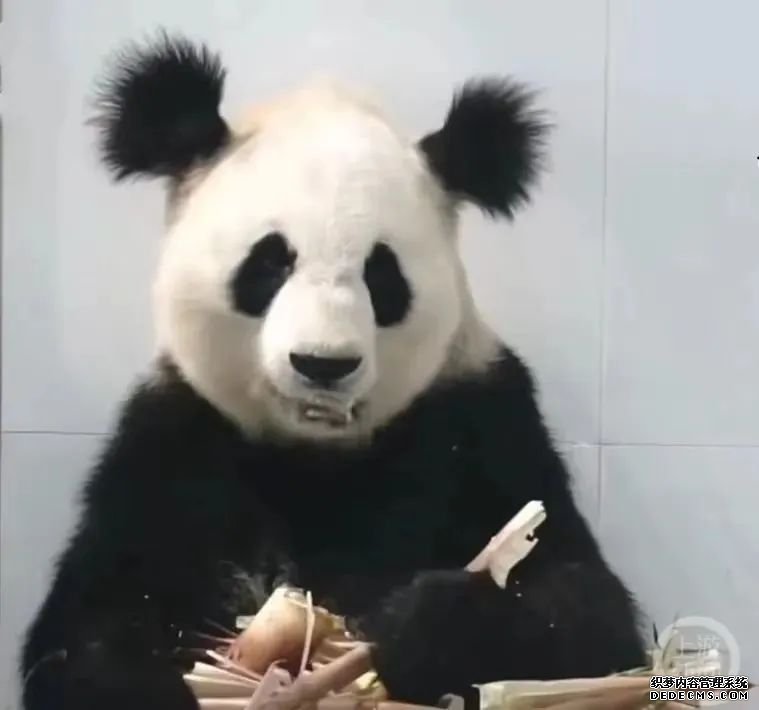官方证实大熊猫小丫因尿毒症去世 因可爱“丸子头”走红