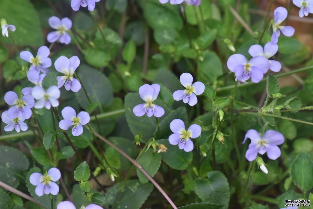 “河源堇菜”生长在悬崖峭壁之上，拥有紫色花瓣。广东紫金白溪省级自然保护区供图