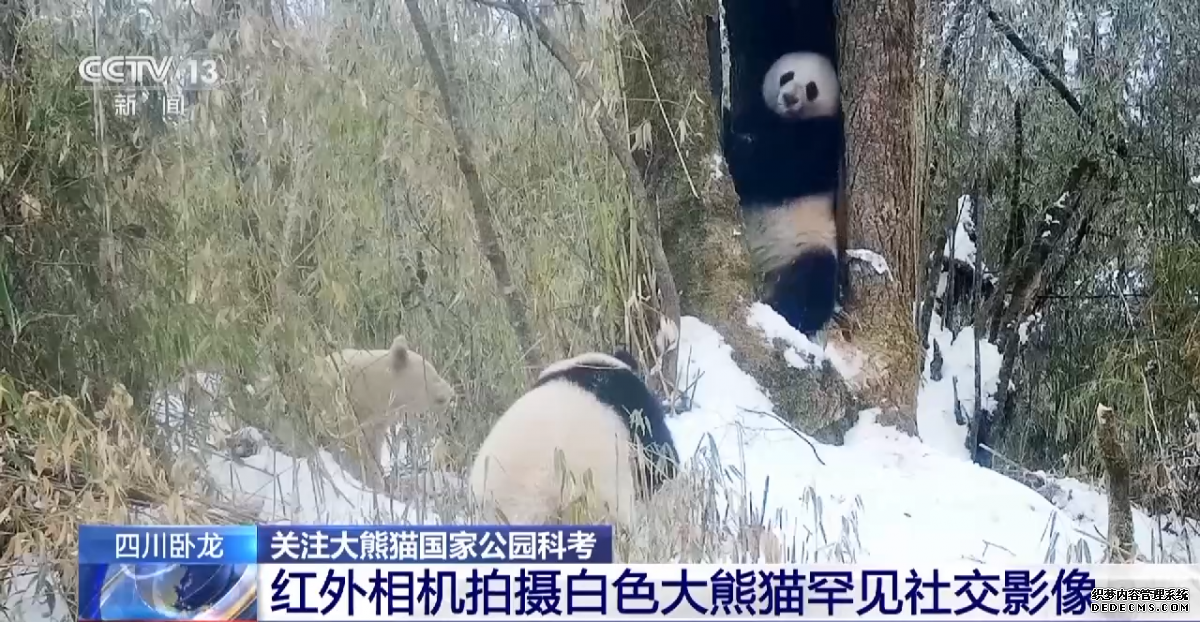 白色大熊猫影像首公开 国宝“卸妆”什么样？