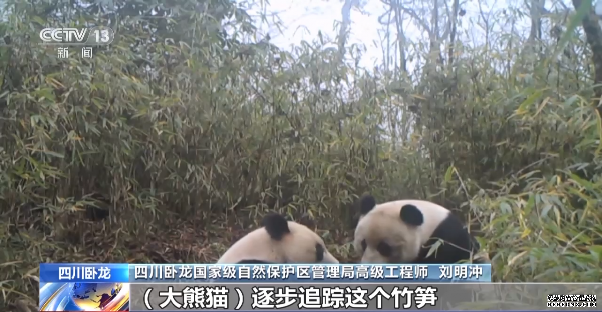白色大熊猫影像首公开 国宝“卸妆”什么样？