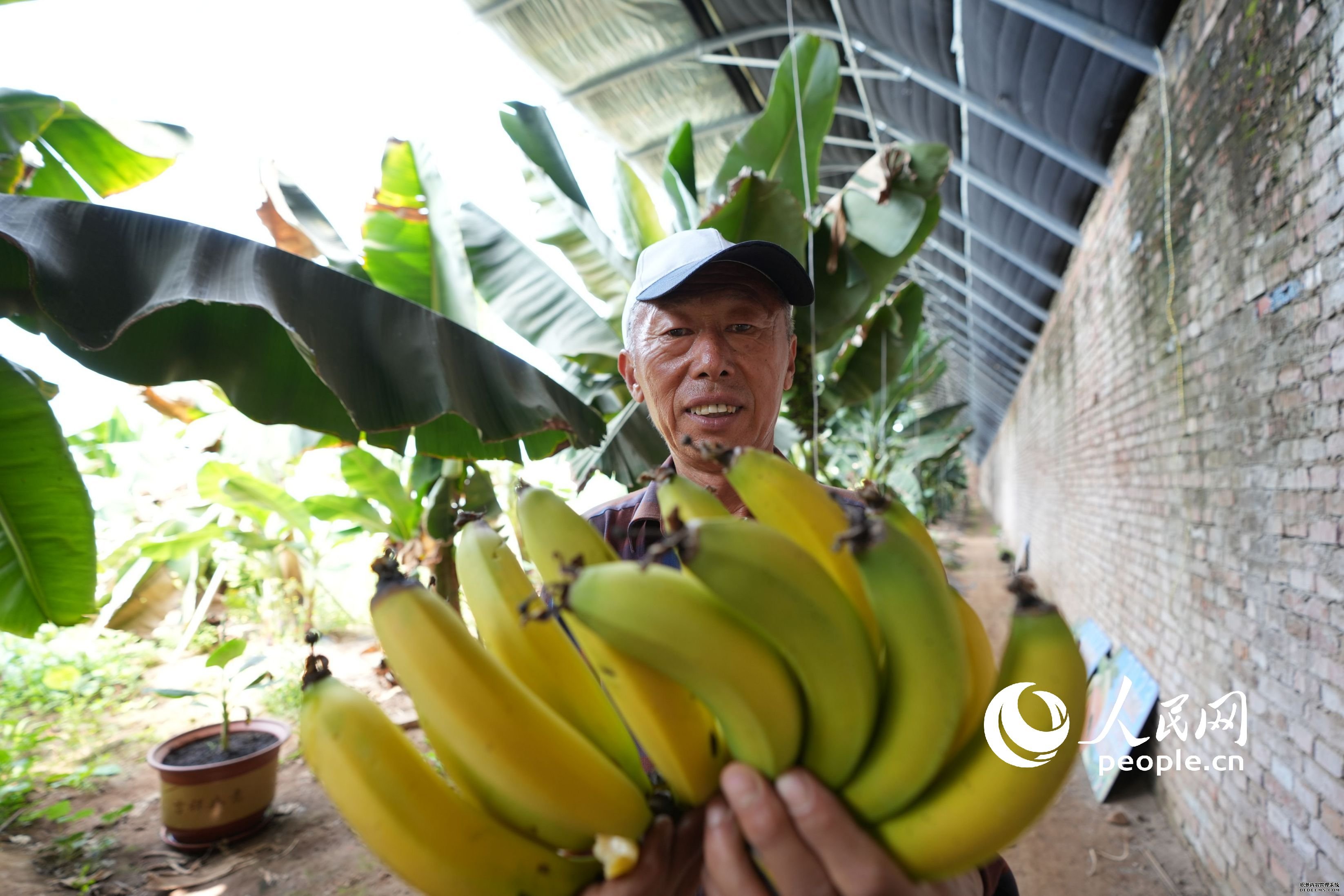 种植户展示已经成熟的香蕉。 人民网记者 王天乐摄