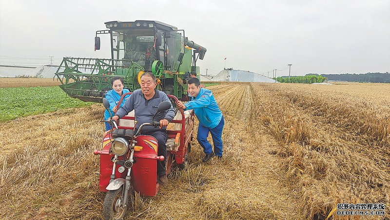 “三夏”时节，中国石油河南销售博爱新济路加油站员工和村民一起抢收小麦。梁静静 摄