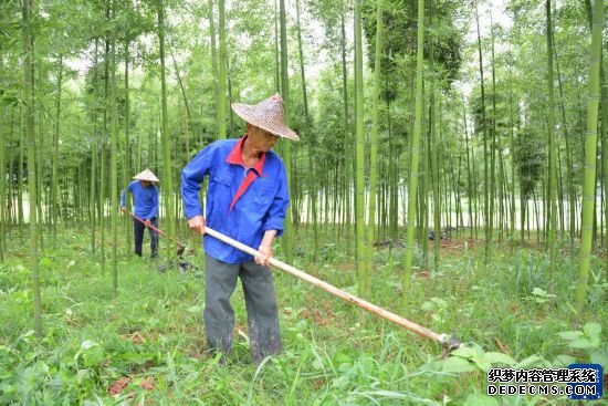 高质量发展调研行丨福建建瓯：绿色竹山渐成幸福“靠山”