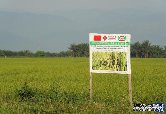 中国技术助力布隆迪水稻增产