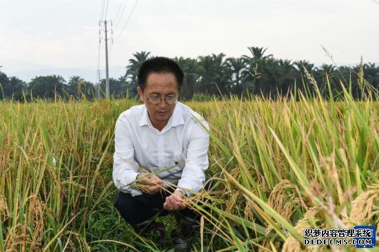 中国技术助力布隆迪水稻增产