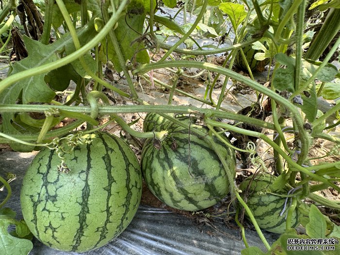 浆水李村瓜果种植基地。王绍绍摄