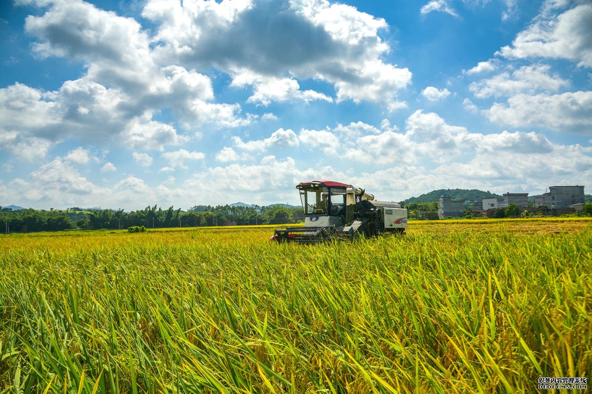 7月11日，广西梧州市龙圩区大坡镇，农民正在抢收早稻。林志清摄