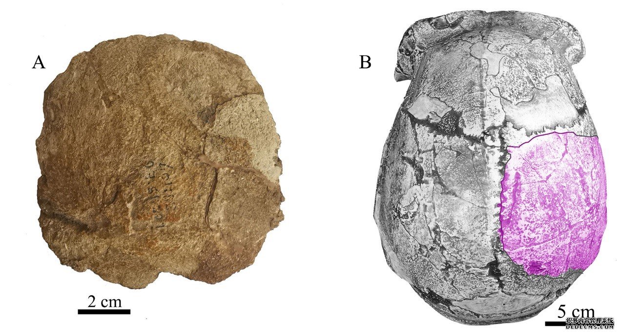 周口店第15号地点发现的人类顶骨化石。左侧：顶骨化石外侧面观；右侧：周口店直立人头盖骨模型顶面观，示顶骨化石位置。中国科学院供图