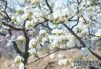 “农业中关村”里的农业未来