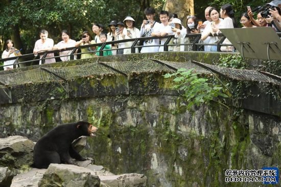 探访杭州动物园“人气”马来熊