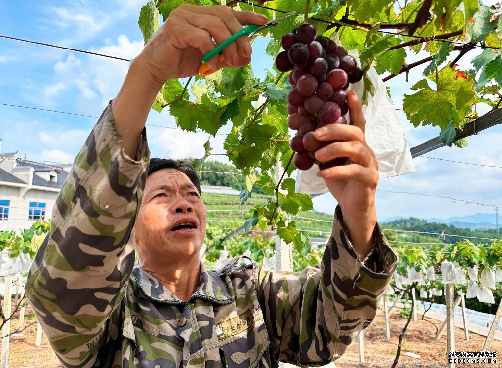 8月2日，在冷水江市铎山镇眉山村，谢桂民正在采摘葡萄。新华社记者谢奔 摄