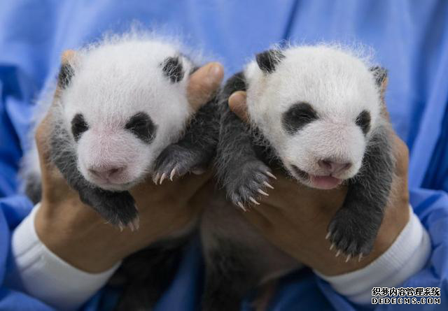 在韩大熊猫双胞胎宝宝满月照 老二吐舌头卖萌