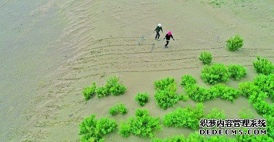 工人们在共和县沙珠玉乡的荒漠化区域划线，为制作草方格做准备。