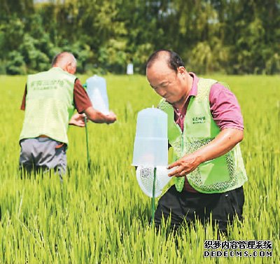 国内大米供应有足够保障