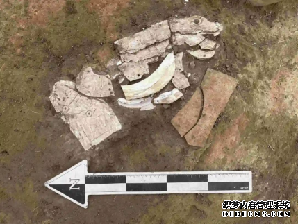 出土的龙形蚌饰。图片来源：内蒙古自治区文物考古研究院