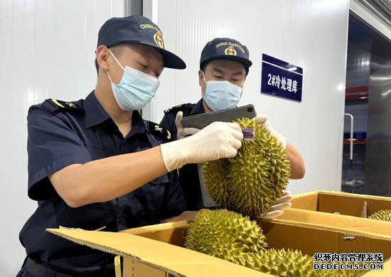 磨憨铁路口岸综合性指定监管场地水果查验区内，海关关员正在查验进口榴莲。勐腊海关供图　　