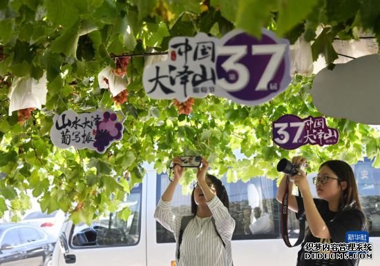 山东平度：葡萄成熟引客来