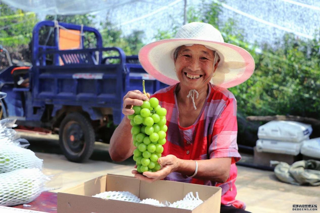 9月22日，山东省泰安市肥城市安驾庄镇北张侯村村民何淑英种植的阳光玫瑰品种葡萄喜获丰收。受访者供图