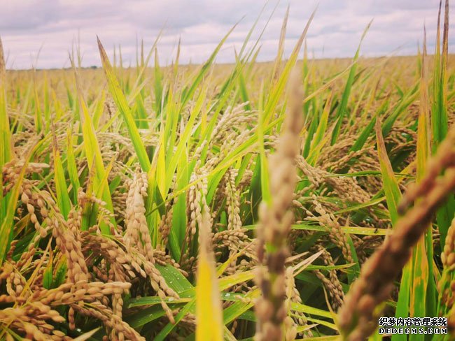“万亩大地号”一片金黄，一望无际的水稻即将等待收割。人民网记者 李栋摄