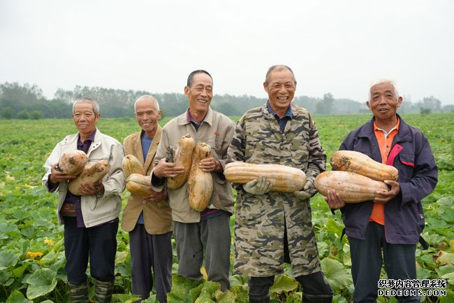 屈家岭种植户展示今年收获的南瓜。人民网记者 王天乐摄