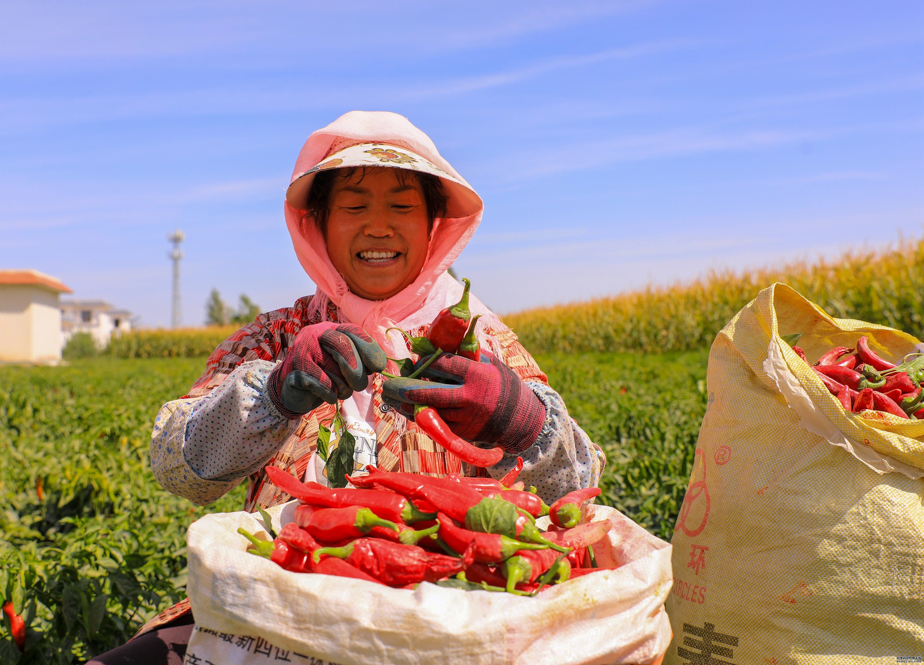 秋收时节，甘肃酒泉金塔县辣椒种植户忙着晾晒刚采摘的辣椒。受访者供图