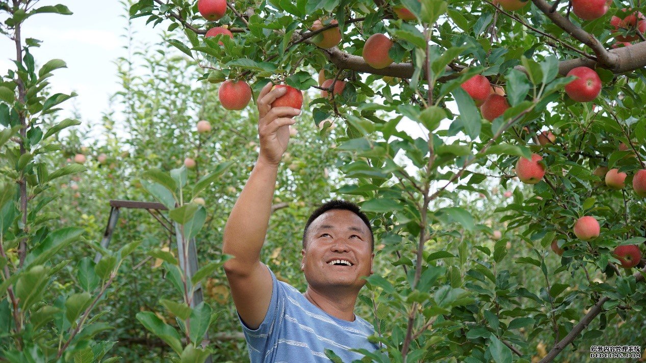 陕西靖边县苹果种植户迎来丰收季。白凌燕摄