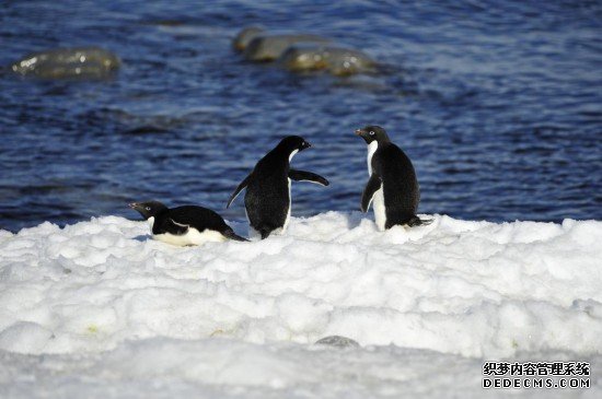 在罗斯海恩克斯堡岛生活的阿德利企鹅。新华社记者 张建松 摄