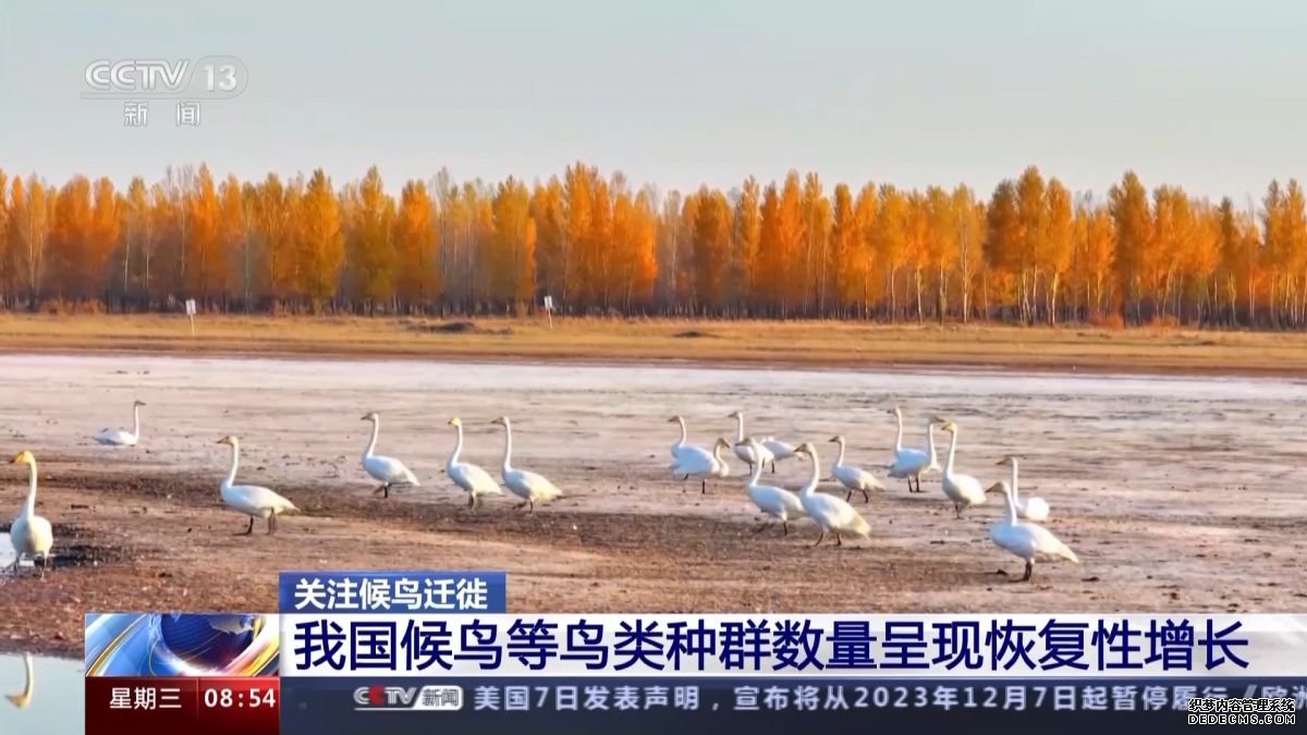 我国候鸟等鸟类种群数量呈现恢复性增长