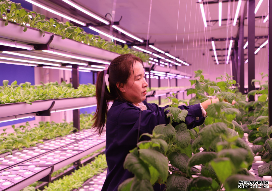 位于彭阳县王洼产业园区的智能化LED植物栽培场景。翔安区乡村振兴办供图