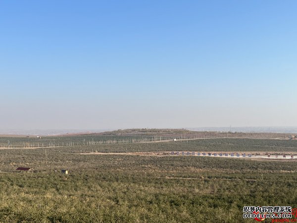 位于中宁枸杞红柳沟小产区的万亩枸杞园。人民网记者 杜燕飞摄