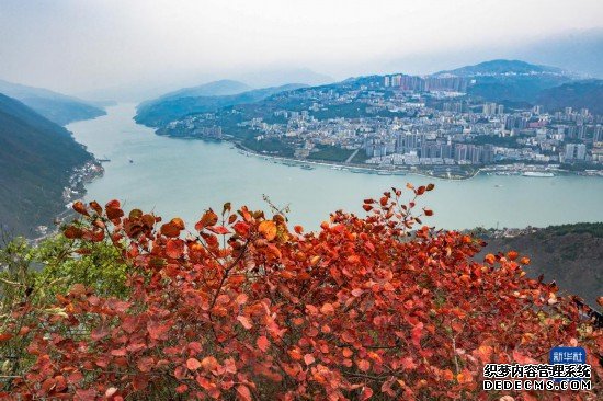 美丽中国｜重庆巫山红叶似火