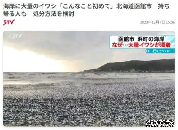 日本北海道海岸现大量沙丁鱼尸体 蔓延沙滩大约100米