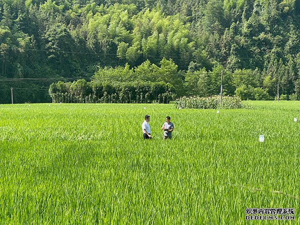 人民网记者在湖南省保靖县采访粮食种植情况。人民网 欧阳易佳摄