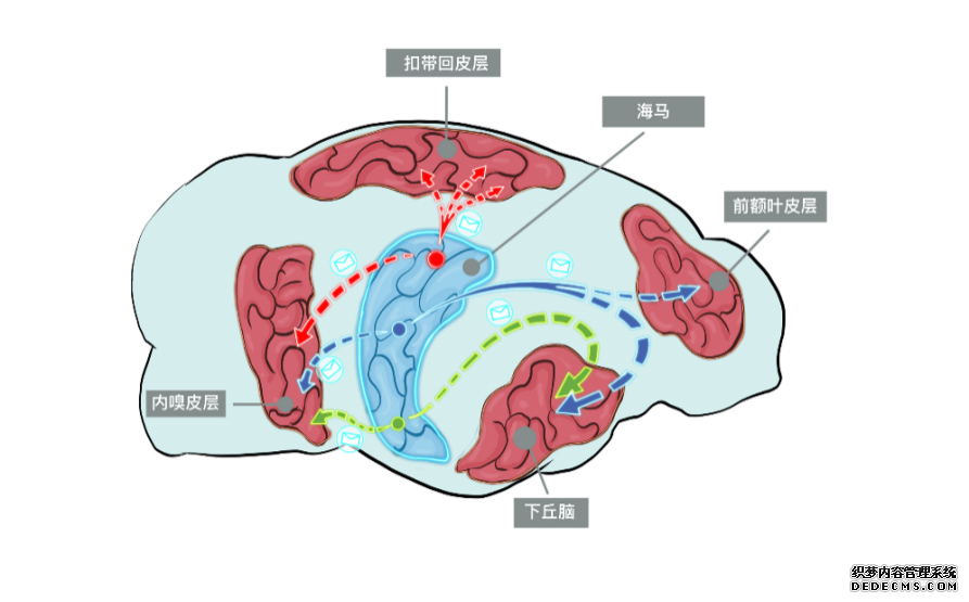 海马神经元胞体位置与投射目标相对应。（研究团队制图）