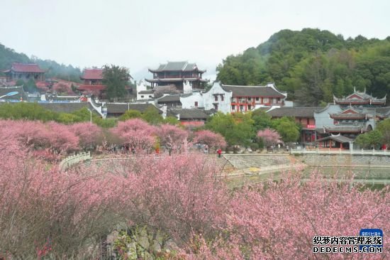 福州：千年古刹举办梅花文化节