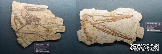 南京古生物博物馆展出的部分翼龙化石。新华社记者李博 摄