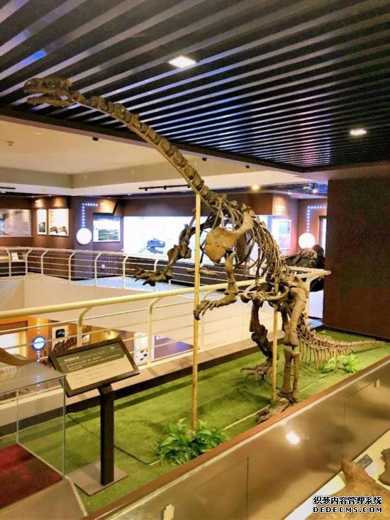 中国古动物馆展出的许氏禄丰龙化石。（中国古动物馆供图）