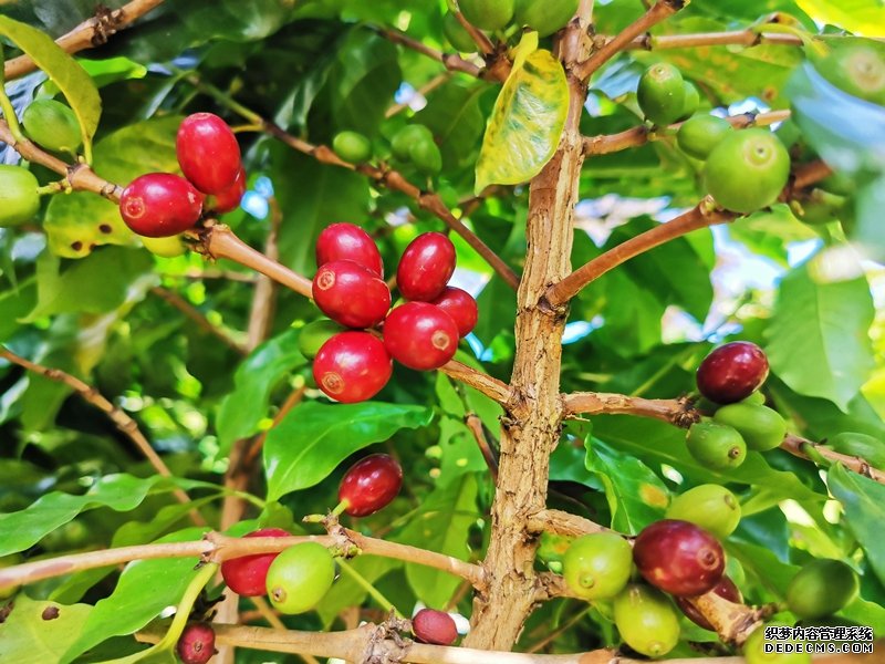 小凹子咖啡庄园内种植的咖啡果渐次成熟。人民网记者 刘怡摄