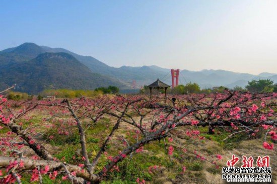 粤北古城连州桃花盛开 游客踏春赏花乐趣多