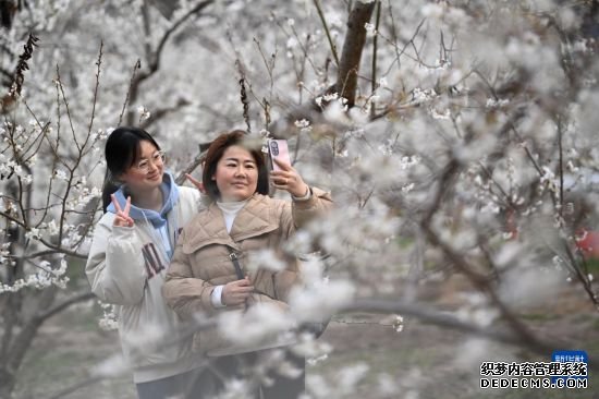 甘肃陇南：樱桃花海绘春色