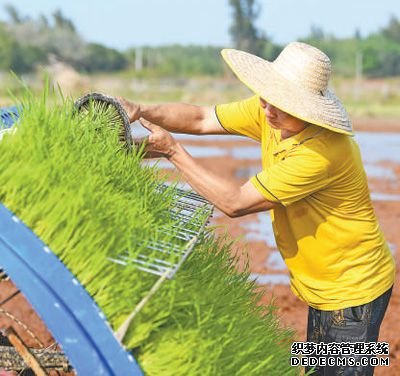 海南海口市美兰区瑶城村，农机手将秧苗盘摆入载秧台。杨 鹤摄