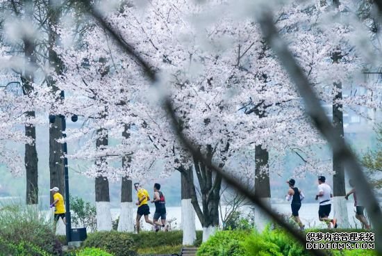 武马：三万人跨江越湖邂逅“樱花季”