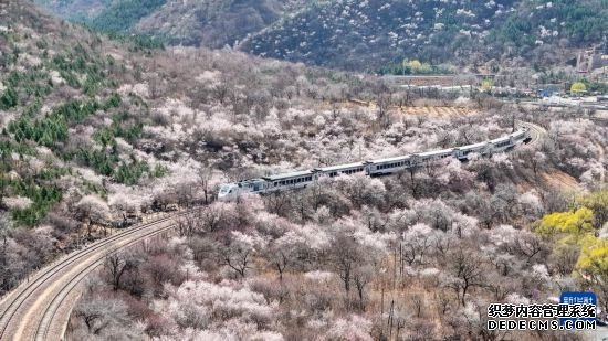 春日限定！花海列车已上线