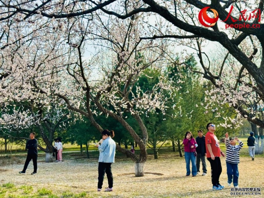 游客在北京长阳公园赏花。人民网记者 刘微摄