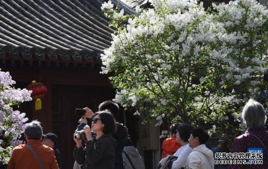 北京法源寺：丁香花开引客来