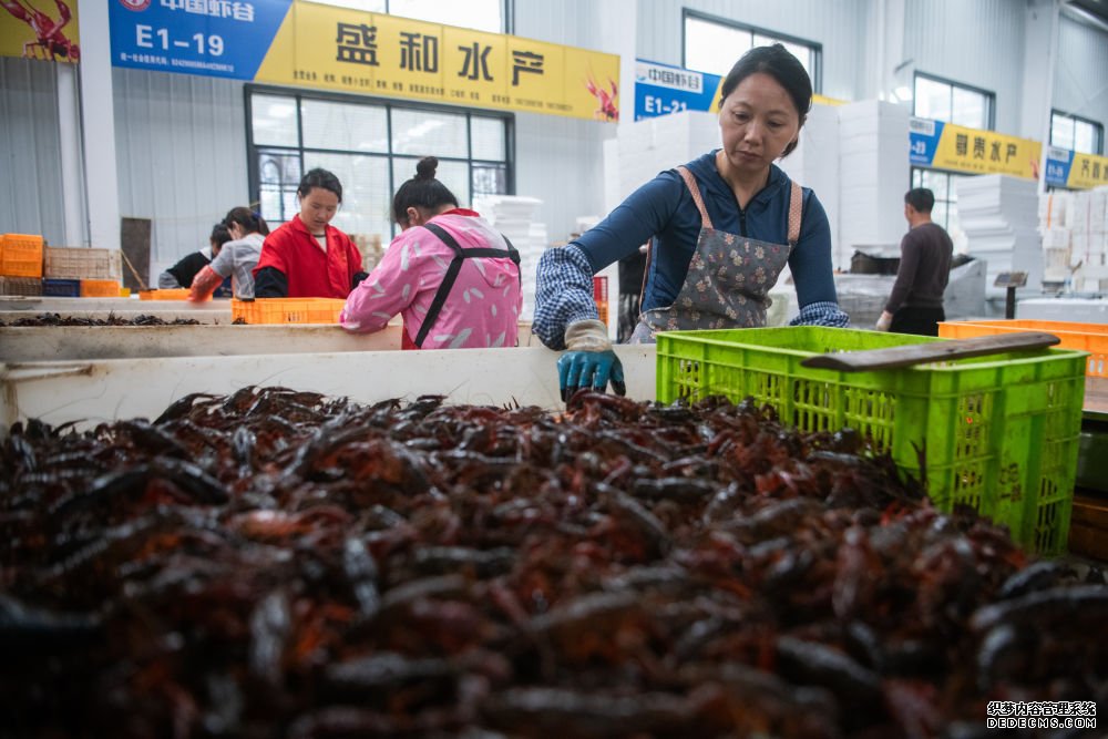 2024年4月30日，在位于湖北省潜江市的中国小龙虾交易中心，工作人员分拣小龙虾。新华社记者 伍志尊 摄