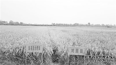 生物质炭成就有机水稻碳汇“第一拍”
