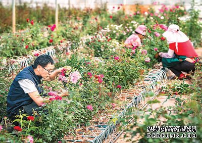 航天育种：让太空种子“飞”入千家万户