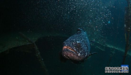 海南三亚：在海洋牧场看缤纷水下世界