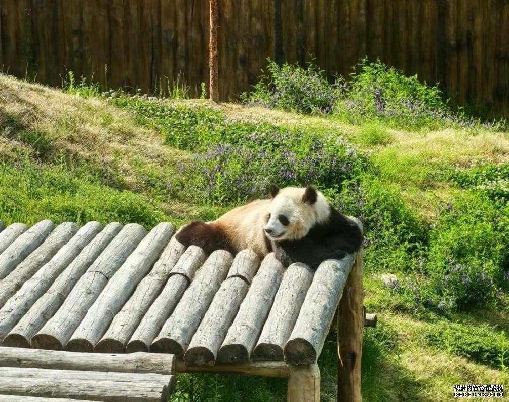 秦岭大熊猫佛坪救护繁育研究基地的大熊猫在休息。（李凌宇 摄）